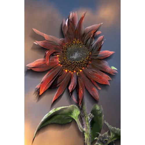 CA, Hybrid sunflower blowing in the wind at dusk